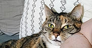 Kali is registered to the contest to win money with this photo: cat, tabby, pet, animal, green_eyes, fur, whiskers, pillow, bed, person, arm, indoor, resting, cozy, close_up, striped, cute, mammal, domestic, relaxed