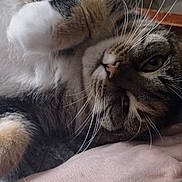 Kali is registered to the contest to win money with this photo: animal, cat, close_up, cute, domestic, feline, fur, hand, human_hand, indoor, paw, pet, playful, relaxing, resting, soft_light, tabby, texture, touch, whiskers