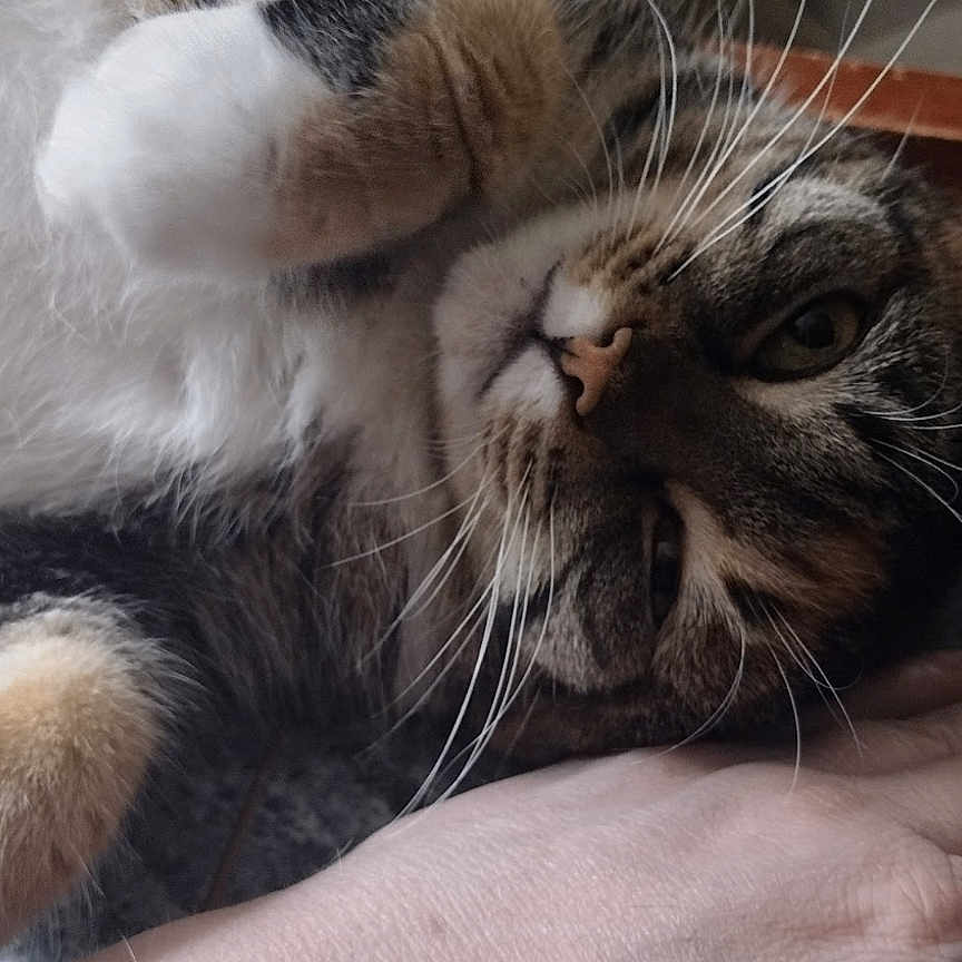 Kali