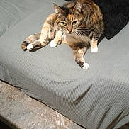 Kali joined the competition — help win amazing prizes! cat, tortoiseshell, feline, pet, indoor, couch, gray, fur, whiskers, relaxed, curious, paw, sitting, home, cozy, animal, cute, domestic, furniture, floor