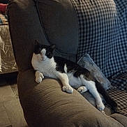 Tarin joined the competition — help win amazing prizes! cat, sofa, living_room, furniture, blanket, cushion, black_and_white, relaxed, indoor, pet, animal, armrest, wooden_furniture, bed, shelf, cabinet, dim_lighting, checkered_pattern, screen_capture, text_overlay