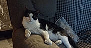 Tarin joined the competition — help win amazing prizes! animal, armrest, bed, black_and_white, blanket, cabinet, cat, checkered_pattern, cushion, dim_lighting, furniture, indoor, living_room, pet, relaxed, screen_capture, shelf, sofa, text_overlay, wooden_furniture