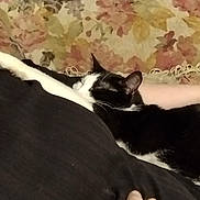 Tarin joined the competition — help win amazing prizes! cat, cats, couch, floral_pattern, hand, feline, resting, indoor, pet, animal, black_and_white_cat, tabby_cat, furniture, relaxing, sleeping_cat, human_hand, curled_up, cozy, domestic_animal, curtain