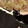 cat, cats, couch, floral_pattern, hand, feline, resting, indoor, pet, animal, black_and_white_cat, tabby_cat, furniture, relaxing, sleeping_cat, human_hand, curled_up, cozy, domestic_animal, curtain