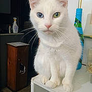 Baby is registered to the contest to win money with this photo: cat, white_cat, heterochromia, blue_eye, green_eye, pet, animal, indoor, feline, curious, sitting, household, cabinet, bottle, whiskers, close_up, portrait, domestic_animal, fur, face