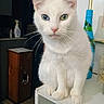 cat, white_cat, heterochromia, blue_eye, green_eye, pet, animal, indoor, feline, curious, sitting, household, cabinet, bottle, whiskers, close_up, portrait, domestic_animal, fur, face