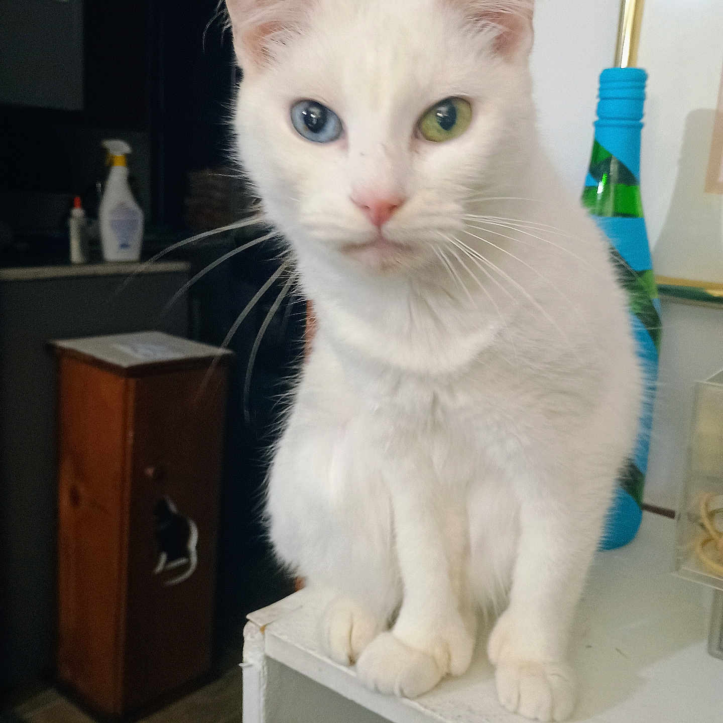 Baby is registered to the contest to win money with this photo: cat, white_cat, heterochromia, blue_eye, green_eye, pet, animal, indoor, feline, curious, sitting, household, cabinet, bottle, whiskers, close_up, portrait, domestic_animal, fur, face