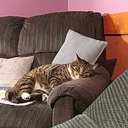 Lil Man joined the competition — help win amazing prizes! animal, armchair, cat, comfort, couch, cozy, cute, domestic, feline, fur, home, indoor, living_room, pet, pillow, relaxed, resting, sofa, striped, tabby