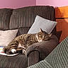 cat, tabby, sofa, armchair, pillow, indoor, relaxed, pet, feline, striped, couch, home, comfort, resting, cozy, animal, fur, living_room, domestic, cute