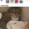 Lil Man is registered to the contest to win money with this photo: animal, box, cat, closeup, cozy, cuddling, domestic_animal, fur, indoor, pet_memory, pets, photo, resting, screenshot, sleepy, social_media, tabby_cat, text_overlay, user_interface, white_cat