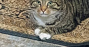 Lil Man is registered to the contest to win money with this photo: animal, cat, close_up, cozy, domestic_cat, ears, feline, floor, green_eyes, indoor, looking_at_camera, lying_down, patterned_rug, pets, quiet, resting, rug, tabby_cat, whiskers, white_paws