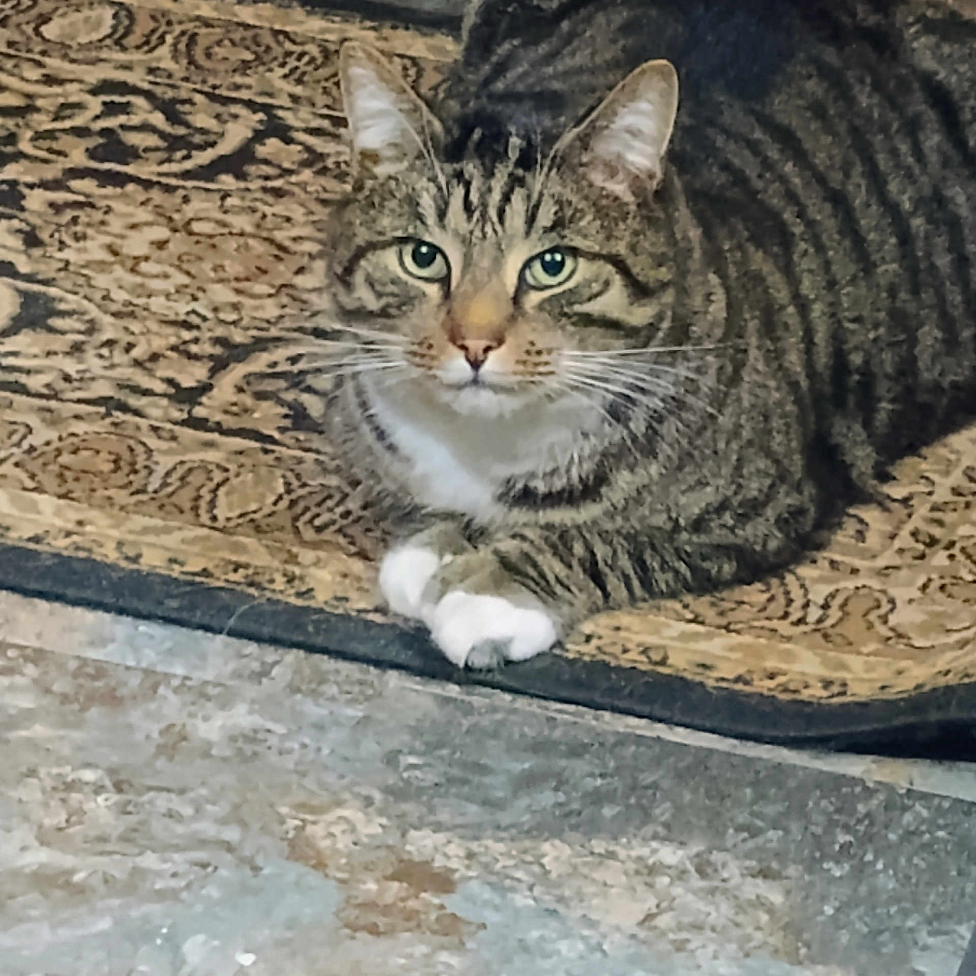 Lil Man is registered to the contest to win money with this photo: cat, tabby_cat, green_eyes, white_paws, lying_down, indoor, rug, patterned_rug, floor, pets, animal, whiskers, ears, feline, close_up, looking_at_camera, domestic_cat, resting, quiet, cozy