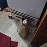 Lil Man is registered to the contest to win money with this photo: animal, appliance, box, cat, corner, cozy, curiosity, curious, domestic, floor, household, indoor, kitchen, paper_bag, pet, red_rug, rug, stove, tile, white_cat