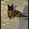 dog, german_shepherd, snow, outdoor, animal, pet, canine, lying_down, shadow, leash, winter, cold, sunlight, nature, mammal, fur, alert, calm, daylight, portrait
