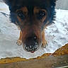 animal, animal_face, canine, close_up, cold, curious, daylight, dog, ears, fur, german_shepherd, looking, muzzle, nose, outdoor, paw, pet, snow, window, winter