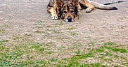 Charlie is registered to the contest to win money with this photo: animal, black, brown, canine, daylight, dirt, dog, ears, fur, german_shepherd, grass, ground, leash, lying_down, nature, outdoor, pet, resting, tail, tree_stump