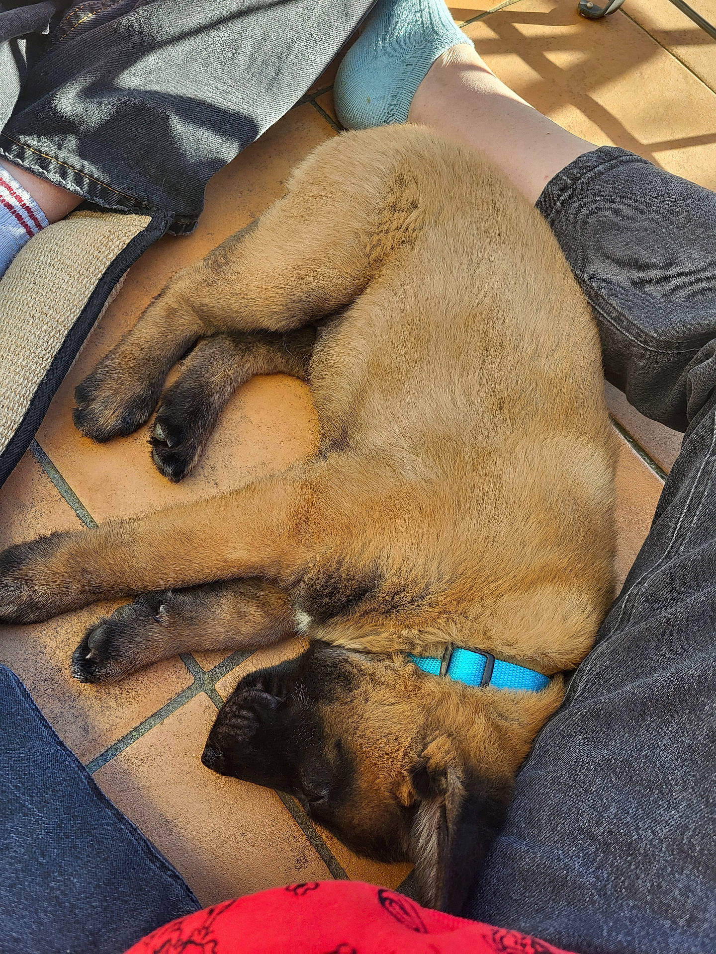 Aïko a rejoint le concours — aidez-le/la à gagner de superbes lots ! animal, black_face, blue_collar, brown_fur, collar, cozy, dog, floor, indoor, jeans, legs, mismatched_socks, nap, person, pet, puppy, sleeping, socks, sunlight, tile_floor