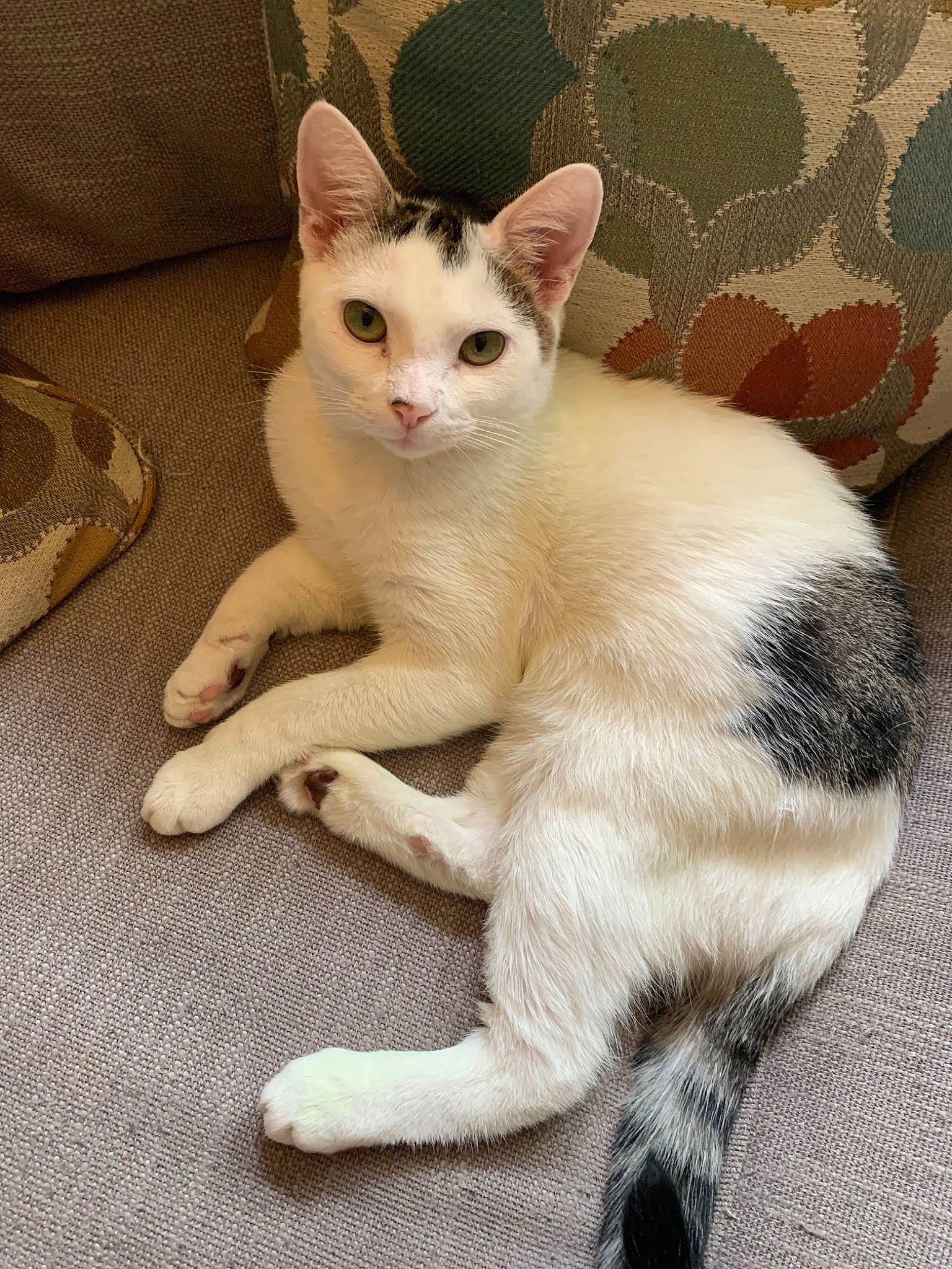 Saucisse Le Chat joined the competition — help win amazing prizes! aegean_cat, asian, burmilla, carnivore, cat, colorpoint_shorthair, domestic_short_haired_cat, felidae, german_rex, japanese_bobtail, javanese, kitten, mammal, paw, polydactyl_cat, small_to_medium_sized_cats, tail, thai, vertebrate, whiskers