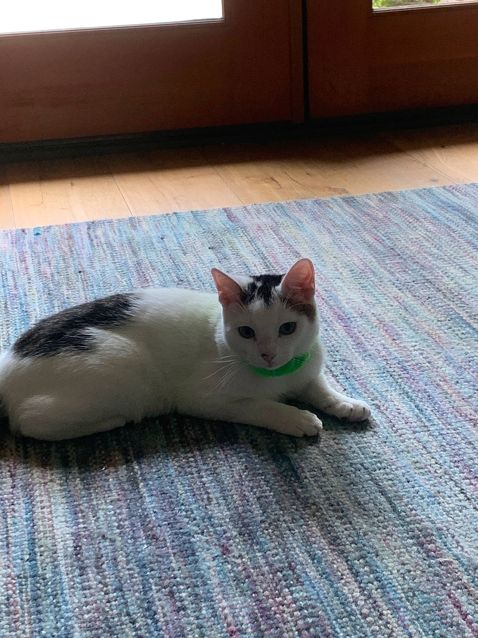 Saucisse Le Chat is registered to the contest to win money with this photo: carnivore, cat, colorpoint_shorthair, domestic_short_haired_cat, fawn, felidae, floor, flooring, fur, kitten, mammal, ojos_azules, small_to_medium_sized_cats, tail, turkish_angora, whiskers