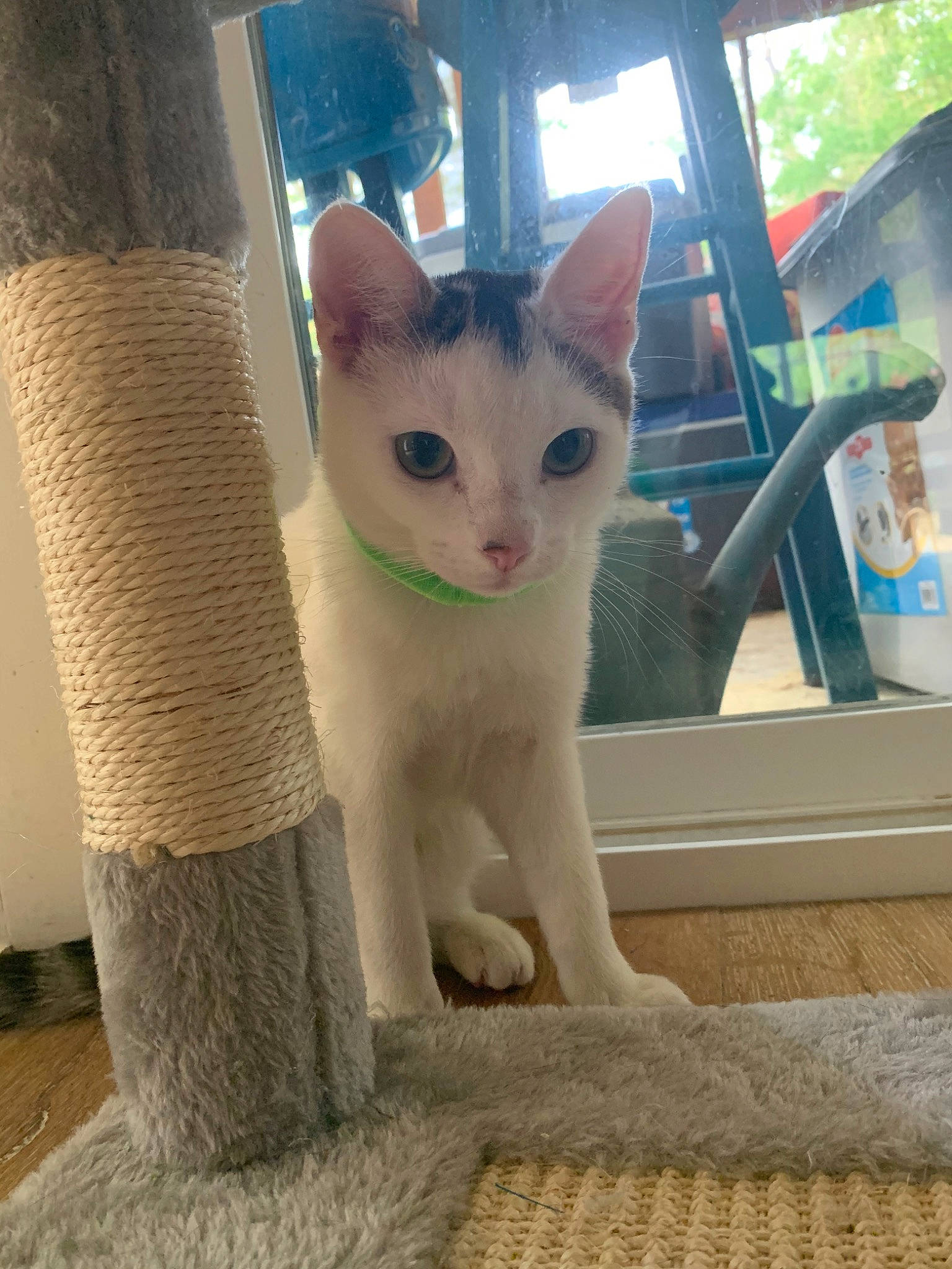 Saucisse Le Chat joined the competition — help win amazing prizes! aegean_cat, arabian_mau, asian, carnivore, cat, domestic_short_haired_cat, fawn, felidae, german_rex, khao_manee, kitten, mammal, ojos_azules, small_to_medium_sized_cats, tail, turkish_angora, turkish_van, whiskers