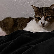 Julia joined the competition — help win amazing prizes! animal, blanket, brown, cat, cozy, cute, domestic, ears, eyes, feline, fur, indoor, pet, portrait, relaxed, resting, soft, texture, wall, white