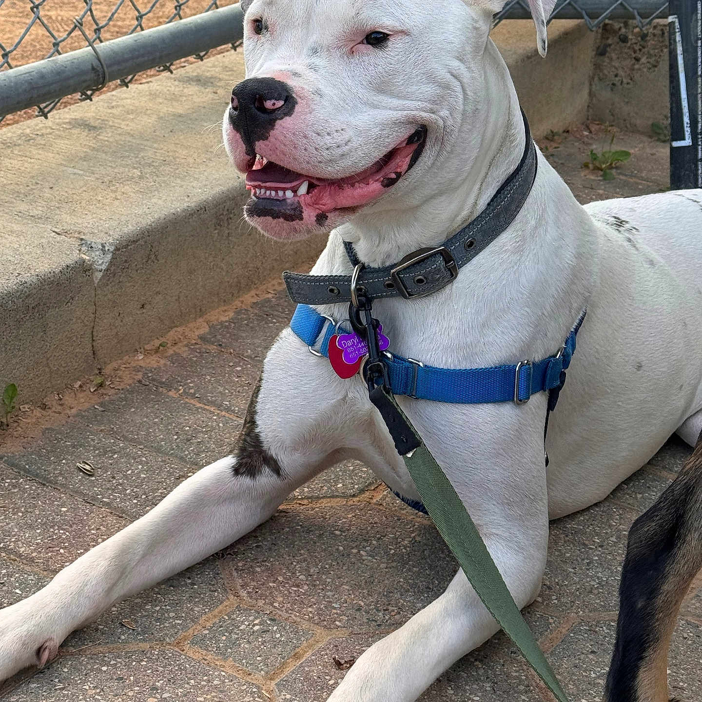 Daryl Ruffert is registered to the contest to win money with this photo: accessories, animal, belt, boxer, bulldog, canine, dog, flagstone, frenchbulldog, harness, leash, path, pet, pitbull, puppy, slate, snout, strap, walkway, whitedog