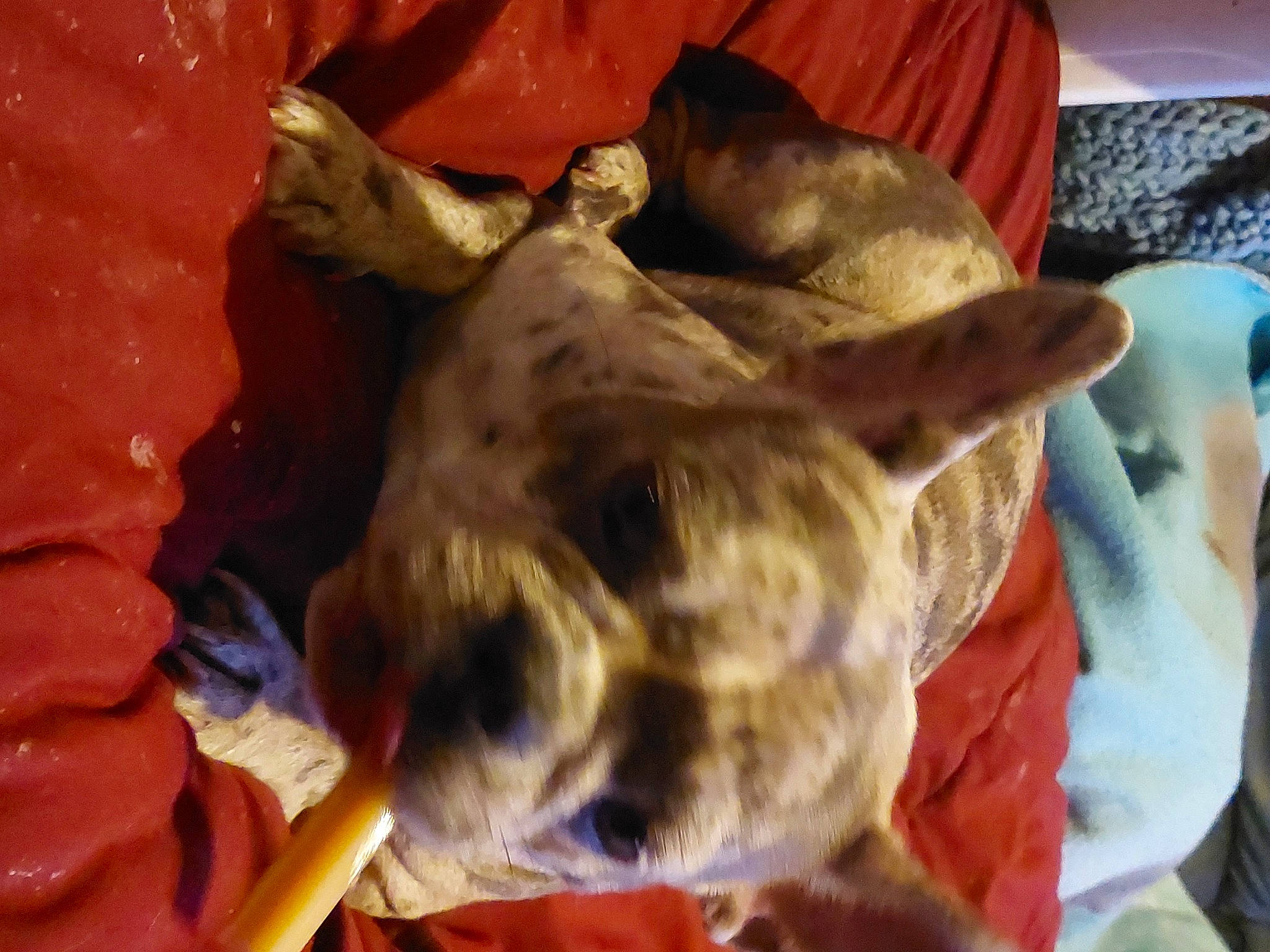 Gina a rejoint le concours — aidez-le/la à gagner de superbes lots ! bed, canidae, carnivore, comfort, companion_dog, dog, dog_breed, fawn, felidae, fur, linens, liver, paw, room, small_to_medium_sized_cats, sporting_group, tail, toy, whiskers, working_animal