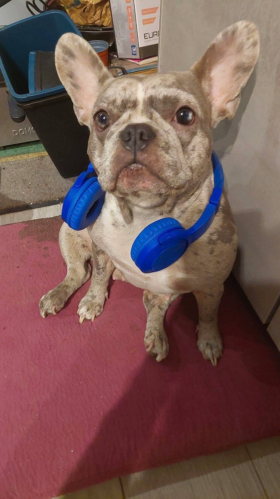 Gina a rejoint le concours — aidez-le/la à gagner de superbes lots ! animal, bostonbull, boxer, bulldog, canine, dog, frenchbulldog, indoors, interiordesign, pet, pitbull, plant, pottedplant, puppy, purple