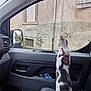Nova participe au concours pour gagner de l'argent avec cette photo : building, car_interior, cat, curious, domestic_animal, door, gray, harness, leisure, mirror, outdoor, pet, reflection, seat, side_view, travel, urban, wall, white, window