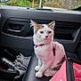 Nova a rejoint le concours — aidez-le/la à gagner de superbes lots ! animal, car_interior, cat, collar, curious, door, fur, greenery, indoor, kitten, nature, pet, pet_carrier, pink, seat, travel, vehicle, whiskers, window, young_cat