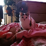 Nova participe au concours pour gagner de l'argent avec cette photo : cat, animal, pet, blanket, bed, indoor, plant, fan, furniture, cozy, patterned_blanket, domestic, cute, resting, white_cat, black_spots, soft_lighting, home, relaxing, feline