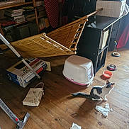 Nova participe au concours pour gagner de l'argent avec cette photo : bamboo_chair, box, cat, cat_litter_box, curtains, domestic, floor, food_bowl, furniture, household_items, indoor, kitten, messy_room, pet_toy, scattered_paper, shelf, sunlight, vacuum_cleaner, window, wooden_floor