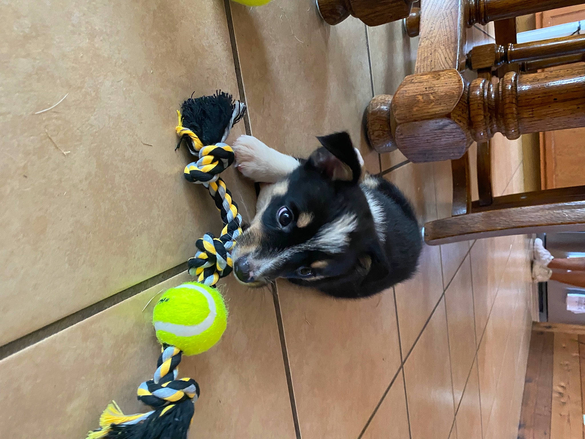 Zeke joined the competition — help win amazing prizes! carnivore, collar, electrical_wiring, floor, flooring, hardwood, tail, varnish, wire, wood, wood_flooring, wood_stain