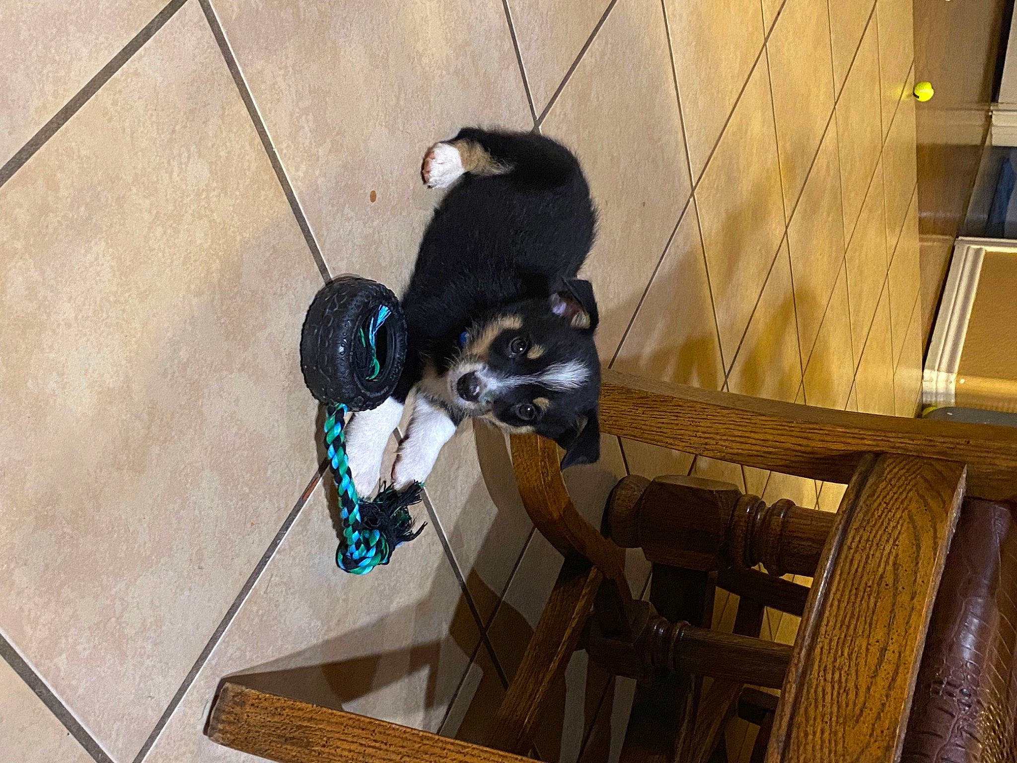 Zeke is registered to the contest to win money with this photo: dog_breed, flooring, fur, hardwood, metal, shadow, tail, wood, wood_flooring