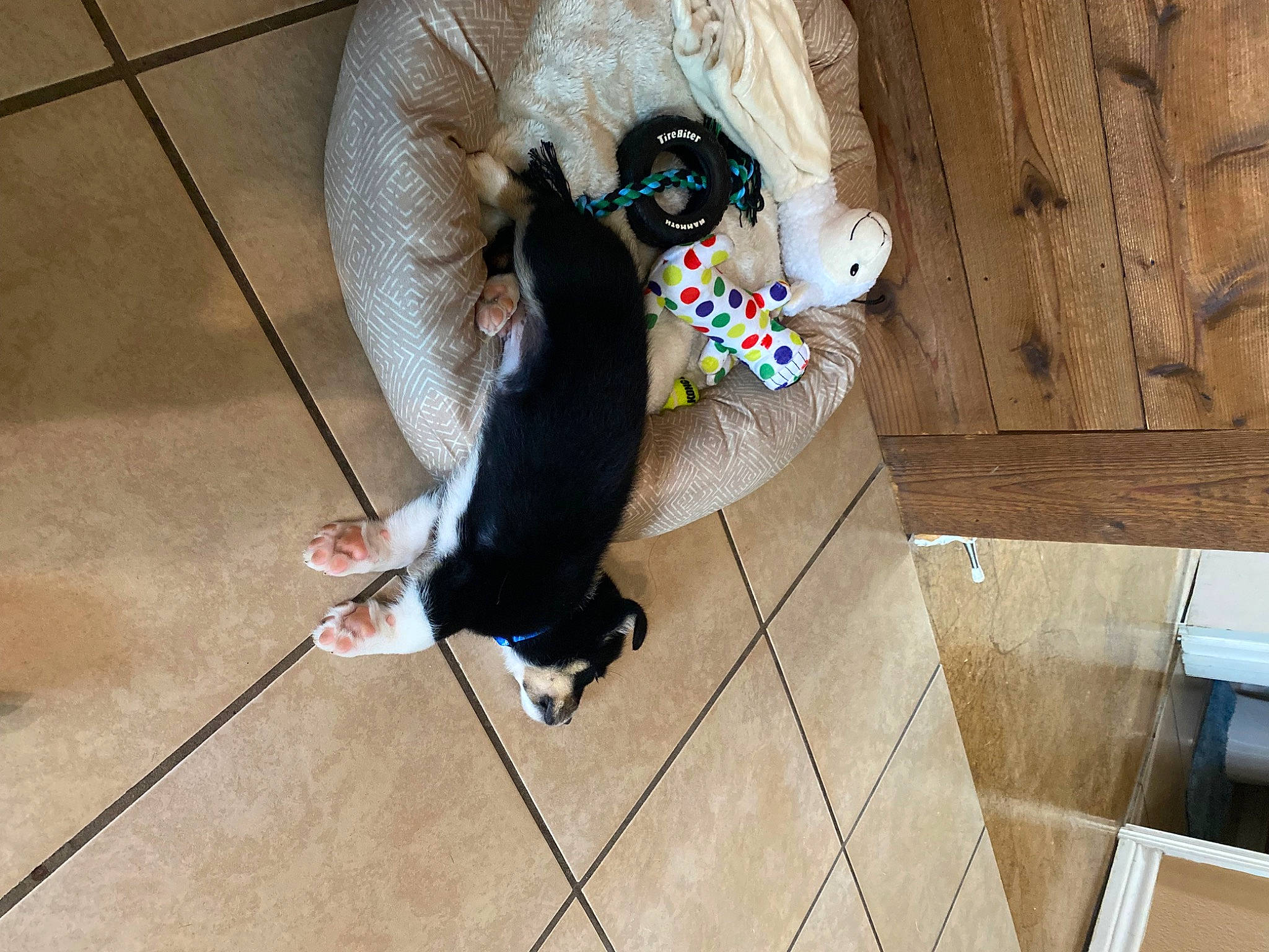 Zeke is registered to the contest to win money with this photo: carnivore, companion_dog, dog, dog_breed, fawn, floor, flooring, fur, hardwood, pet_supply, small_to_medium_sized_cats, snout, sporting_group, sunglasses, tail, toy, toy_dog, whiskers, wood, working_animal