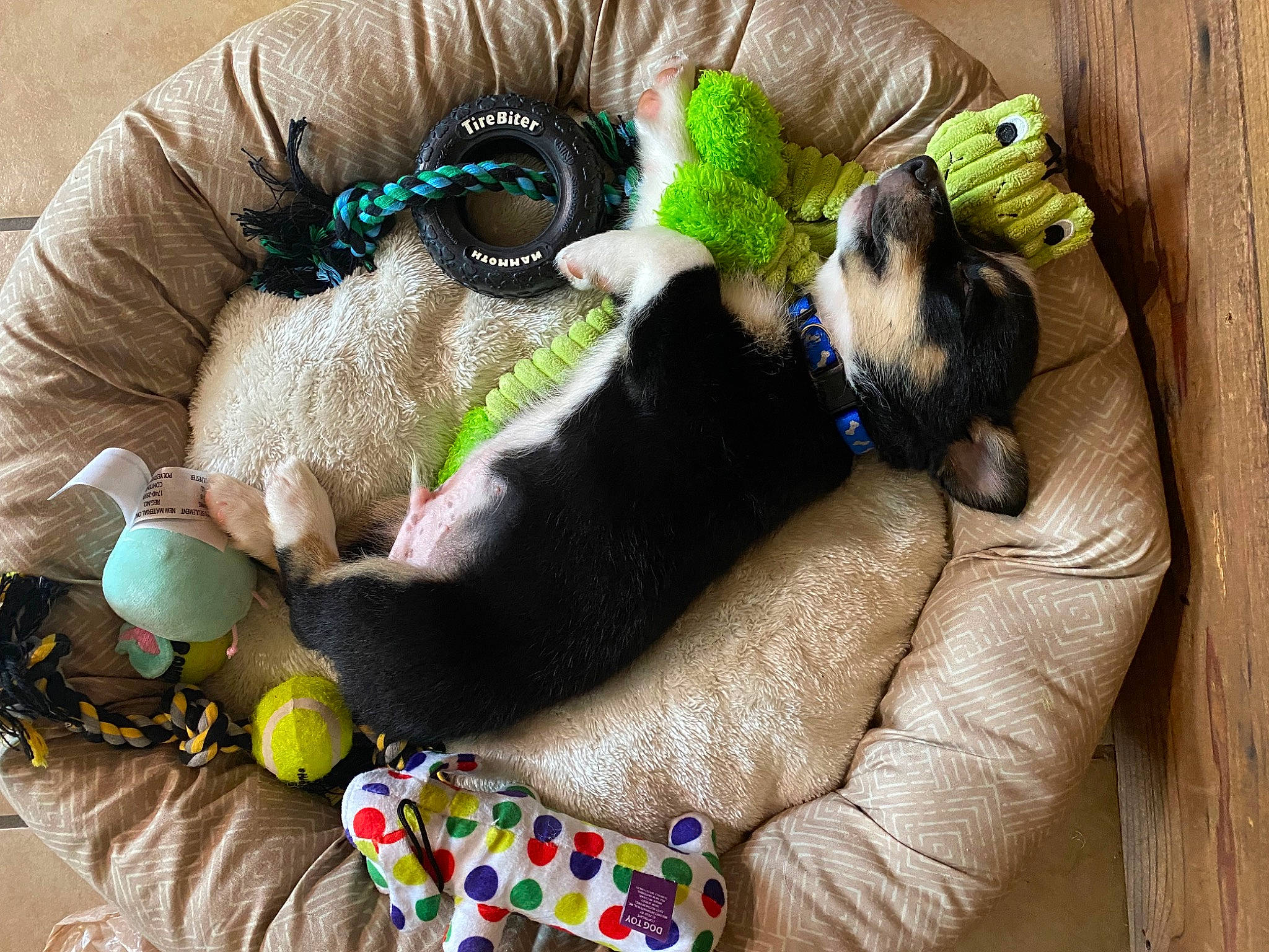 Zeke joined the competition — help win amazing prizes! carnivore, cat_bed, comfort, companion_dog, couch, dog_bed, dog_breed, dog_supply, fashion_accessory, fawn, felidae, green, linens, pet_supply, plush, stuffed_toy, tail, toy, wool, woolen