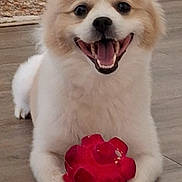 Benji is registered to the contest to win money with this photo: animal, cute, dog, floor, fluffy, front_view, happy, home, indoors, lying_down, open_mouth, pet, portrait, puppy, red_toy, sitting, smiling, toy, white_fur, wood_floor
