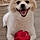 Benji