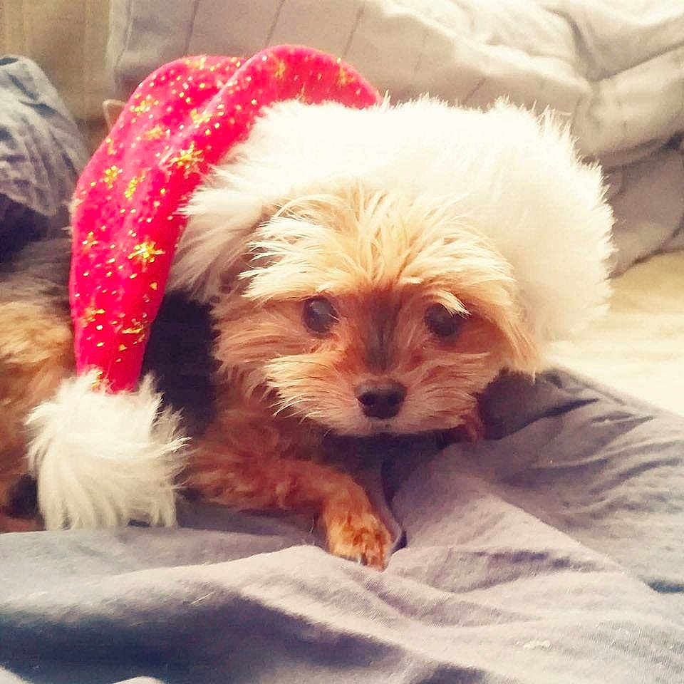 Fiocco participe au concours pour gagner de l'argent avec cette photo : animal, blanket, christmas_hat, cozy, cute, cute_pet, dog, face, festive, fur, holiday, indoors, lying_down, pet, portrait, red_hat, resting, small_dog, soft, white_fur