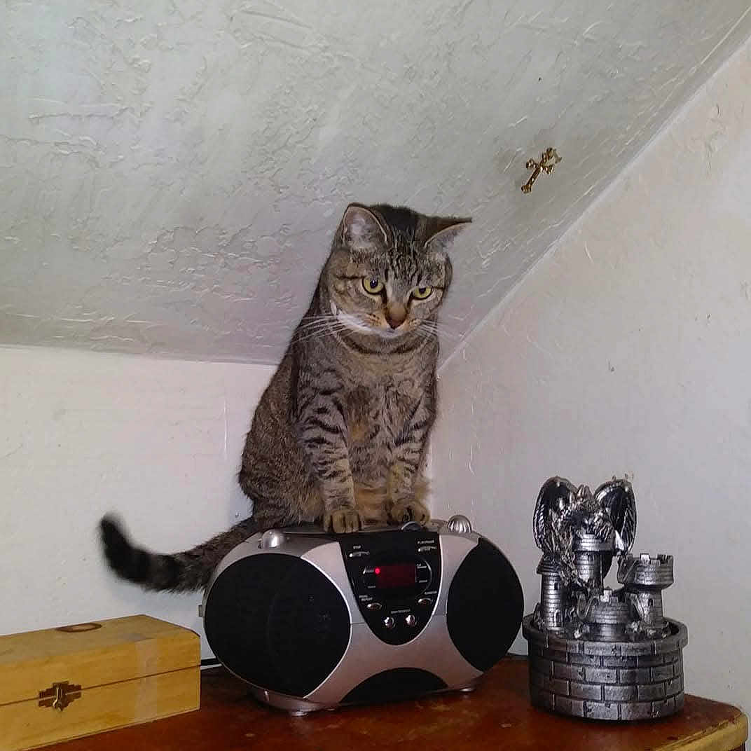 Chirpie Dianne joined the competition — help win amazing prizes! animal, boombox, cat, corner, curious, decor, ears, feline, household, indoor, pet, silver_dragon_statue, sitting, small_object, tabby_cat, tail, texture, whiskers, wooden_box, wooden_table