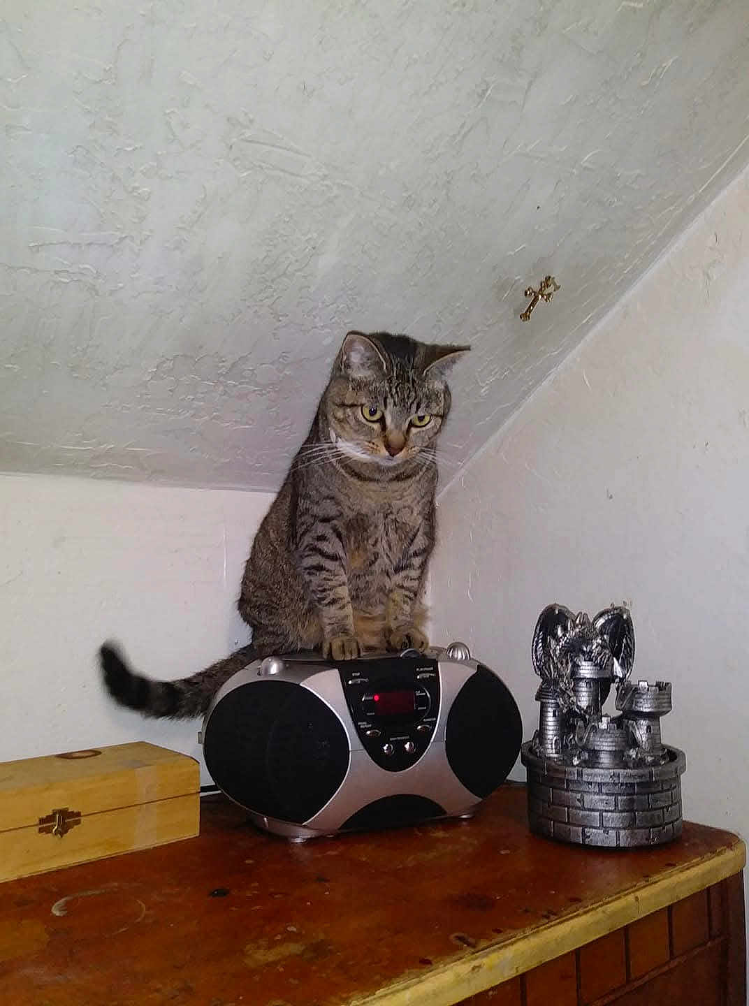 Chirpie Dianne joined the competition — help win amazing prizes! animal, boombox, cat, corner, curious, decor, ears, feline, household, indoor, pet, silver_dragon_statue, sitting, small_object, tabby_cat, tail, texture, whiskers, wooden_box, wooden_table