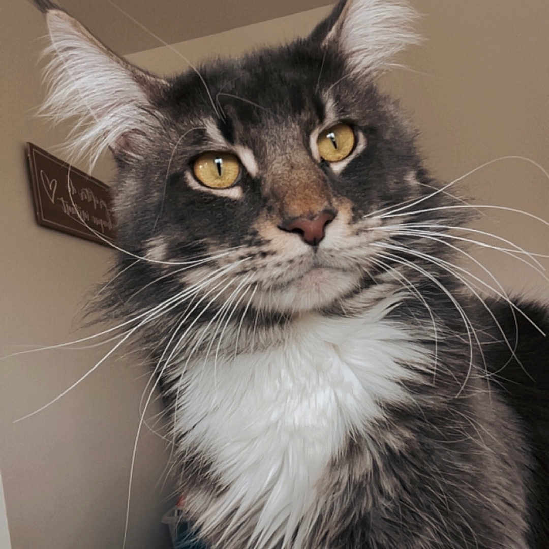 Simba a rejoint le concours — aidez-le/la à gagner de superbes lots ! abyssinian, angora, animal, architecture, brasssection, building, cat, face, hardwood, head, horn, indoors, kitten, manx, musicalinstrument, person, pet, photography, portrait, wood