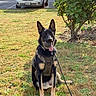 dog, shepherd_mix, sitting, outdoor, grass, lawn, harness, leash, tongue_out, black_and_tan, pointed_ears, collar, pet, portrait, suburban, apartments, parked_cars, shrub, sunlight, animal_face