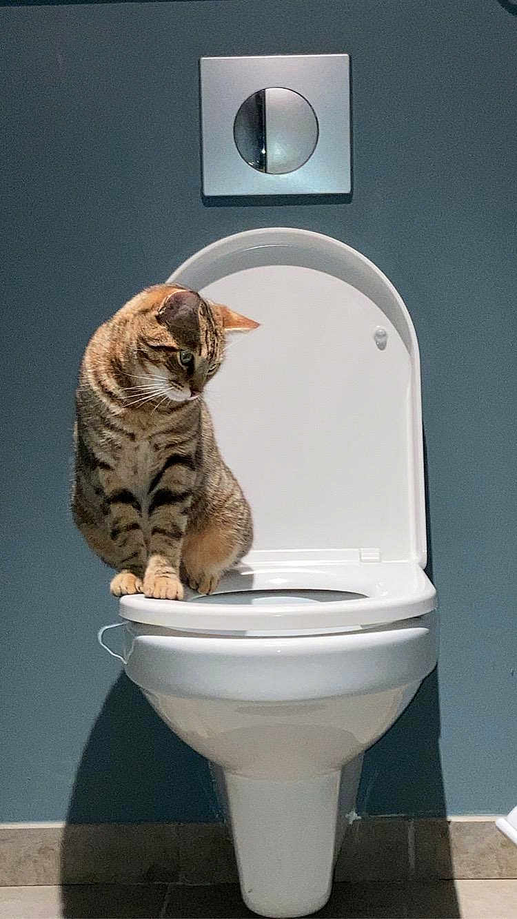 Simba participe au concours pour gagner de l'argent avec cette photo : cat, tabby_cat, toilet, bathroom, wall, flush_button, curious, striped_fur, pet, indoor, animal, white, blue_wall, floor, tile, sitting, looking_down, feline, household, clean