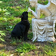 October joined the competition — help win amazing prizes! dog, black_dog, statue, angel_statue, garden, outdoor, grass, plants, foliage, nature, animal, pet, sitting, curious, nose_to_nose, sculpture, white_statue, sunlight, backyard, companionship