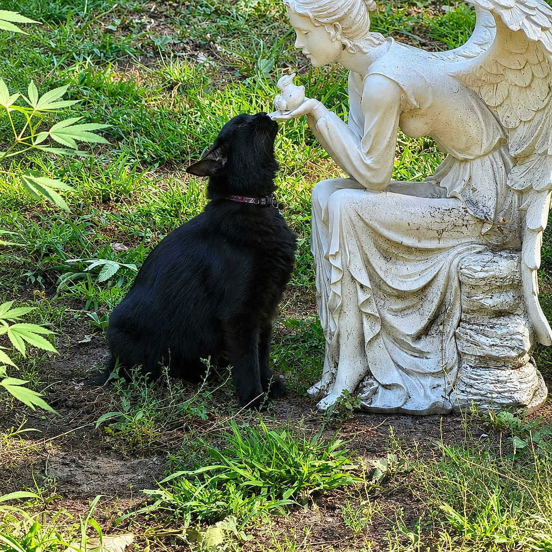 October joined the competition — help win amazing prizes! dog, black_dog, statue, angel_statue, garden, outdoor, grass, plants, foliage, nature, animal, pet, sitting, curious, nose_to_nose, sculpture, white_statue, sunlight, backyard, companionship