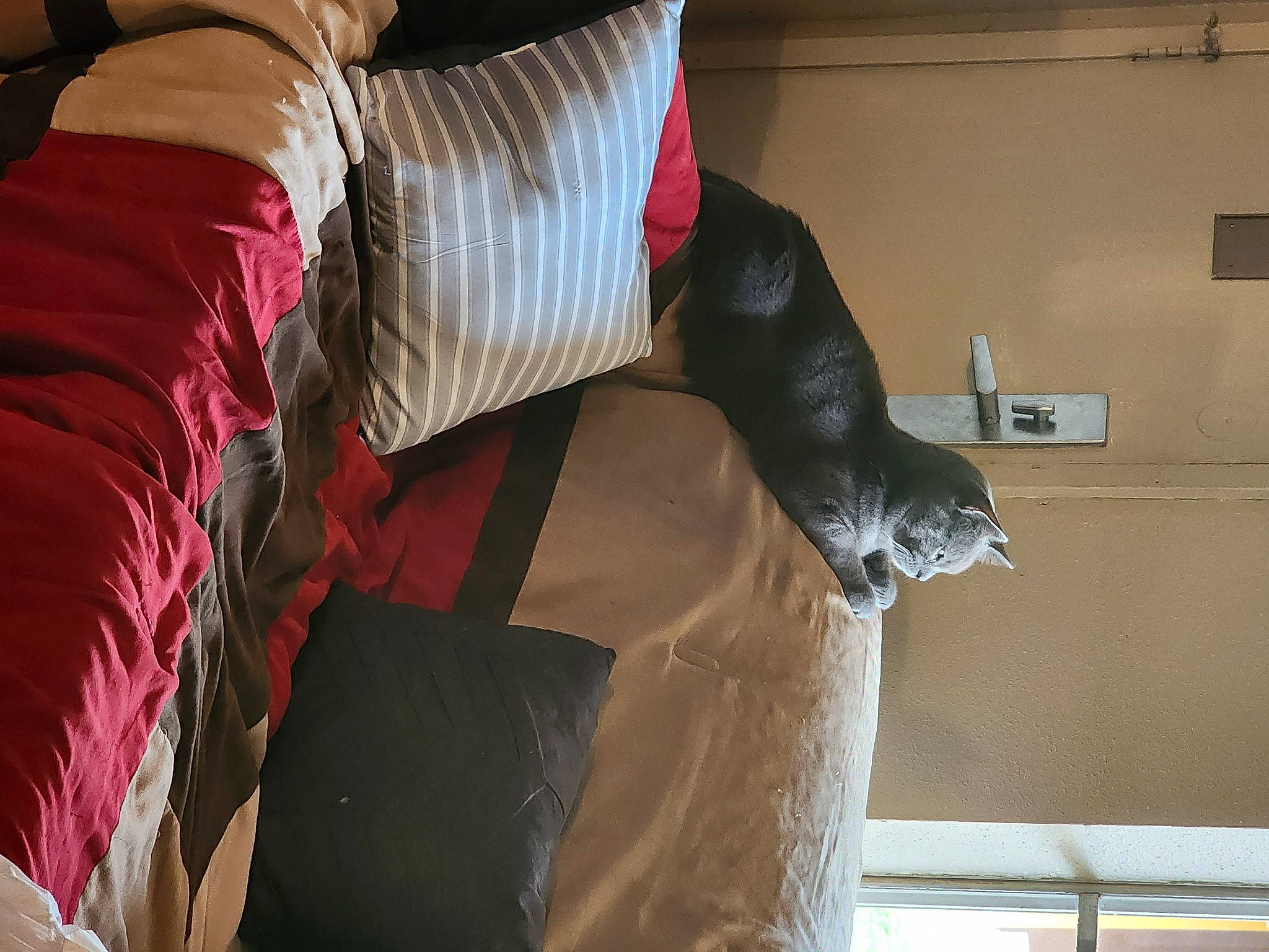 Smokey is registered to the contest to win money with this photo: carmine, cat, comfort, domestic_short_haired_cat, felidae, fur, human_leg, knee, magenta, room, sleeve, small_to_medium_sized_cats, sporting_group, sportswear, tail, thigh, tints_and_shades, tree, waist, whiskers