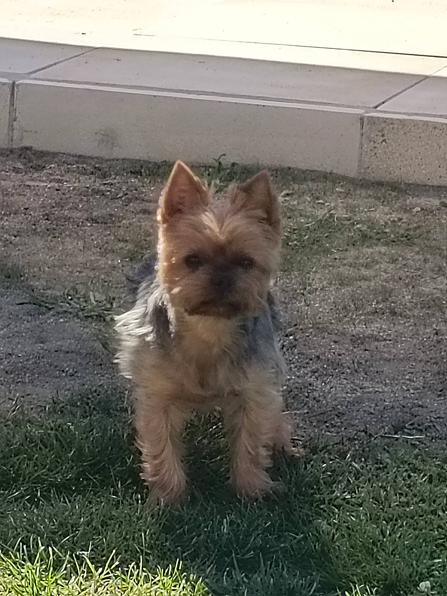 Iron participe au concours pour gagner de l'argent avec cette photo : australian_terrier, biewer_terrier, canidae, carnivore, companion_dog, dog, dog_breed, fawn, grass, road_surface, small_terrier, sporting_group, tail, terrestrial_animal, terrier, toy_dog, working_terrier, yorkipoo, yorkshire_terrier