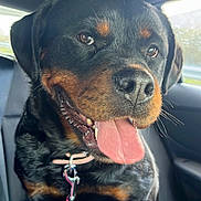 Uma participe au concours pour gagner de l'argent avec cette photo : animal, black_and_tan, bright, canine, car_interior, close_up, collar, dog, domestic_animal, happy, inside, leash, pet, rottweiler, seat, sitting, sunlight, tongue_out, vehicle, window