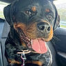 animal, black_and_tan, bright, canine, car_interior, close_up, collar, dog, domestic_animal, happy, inside, leash, pet, rottweiler, seat, sitting, sunlight, tongue_out, vehicle, window